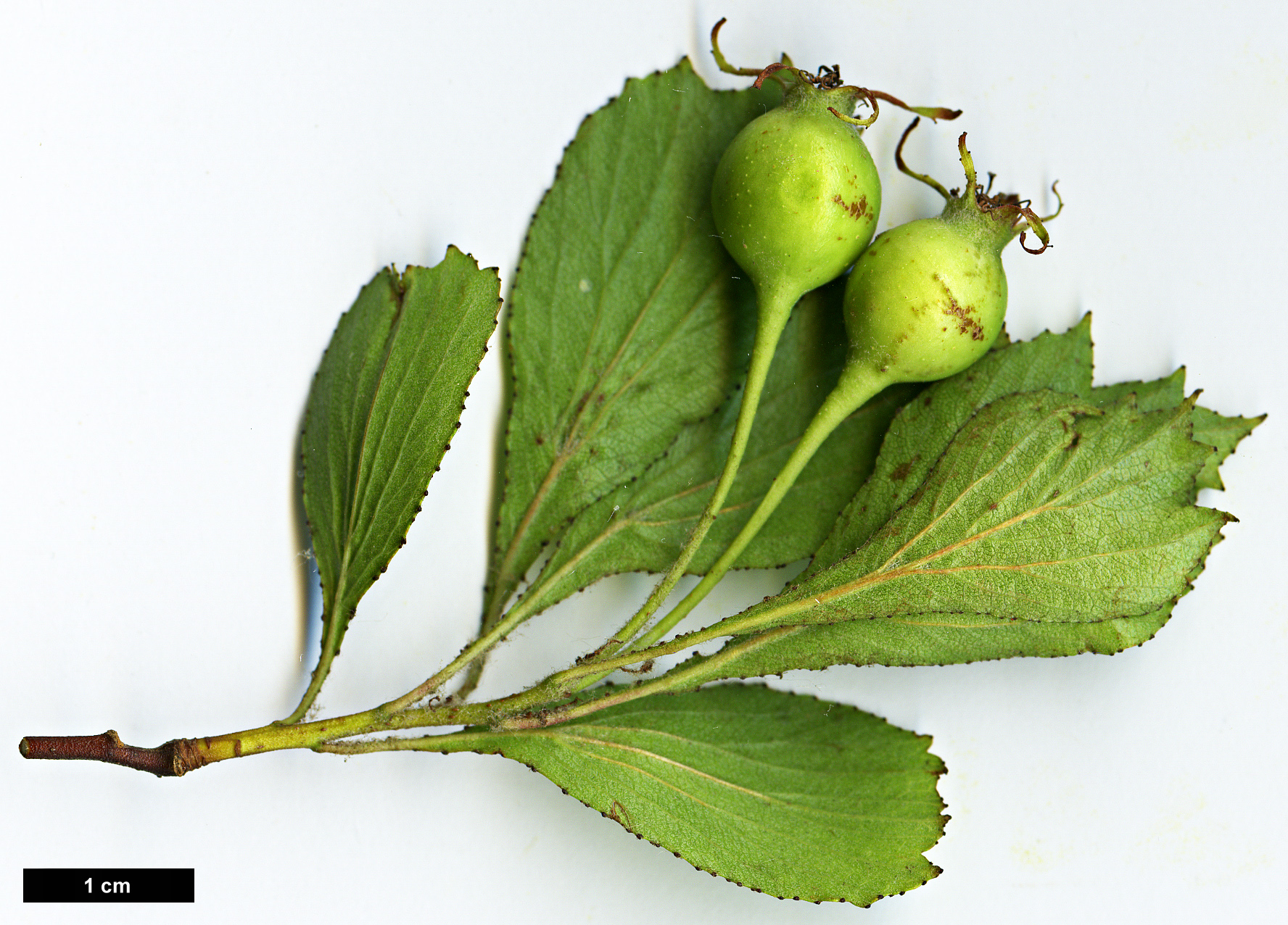 High resolution image: Family: Rosaceae - Genus: Crataegus - Taxon: lassa - SpeciesSub: var. colonica